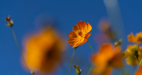 Close-up of orange flowering plant