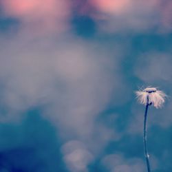 Close-up of dandelion against sky