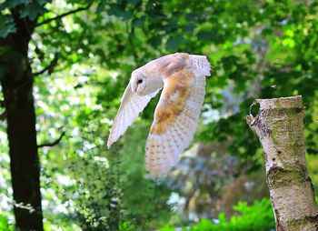 Close-up of bird flying over tree