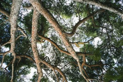 Low angle view of trees in the forest