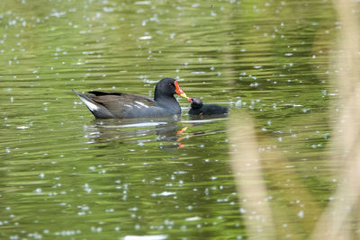 Duck swimming in lake