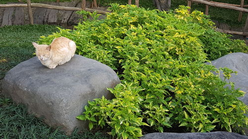 Cat sitting on plant by grass