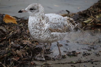 Close-up of seagull perching on land