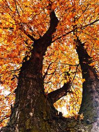 Low angle view of tree during sunset