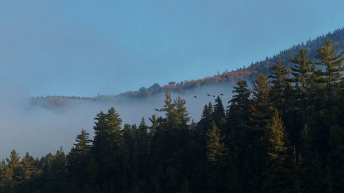 Low angle view of pine trees against sky