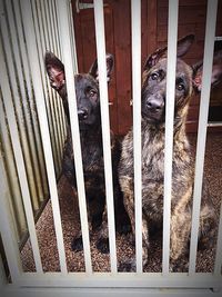 Two horses in cage