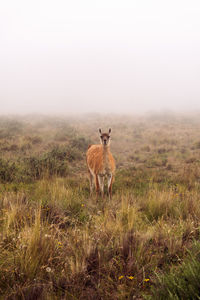 Deer standing on grassy field