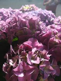 Close-up of pink flowers blooming outdoors