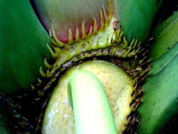 Close-up of plant growing outdoors