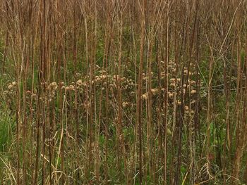 Plants growing on field