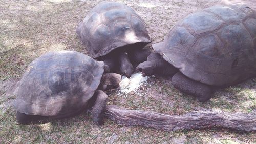 High angle view of tortoise on field