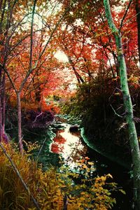 Scenic view of forest during autumn