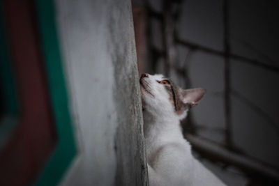 Close-up of a cat looking through metal railing