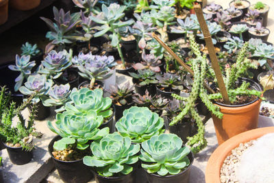 High angle view of potted plants