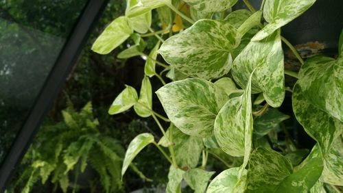 Close-up of fresh green leaf