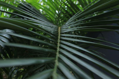 Close-up of palm leaf moody rainy climate day.