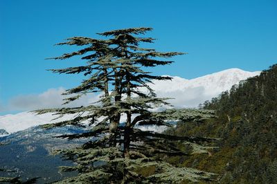 Low angle view of tree against clear sky