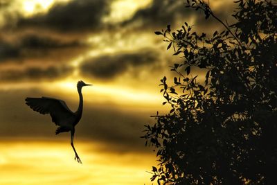 Bird flying against sky during sunset