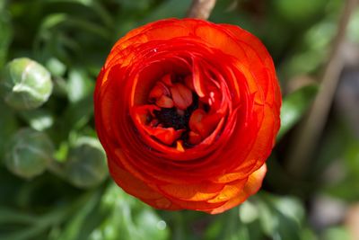 Close-up of red poppy flower