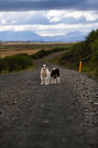 Lambs on road against landscape and sky