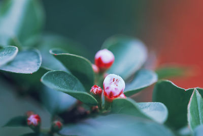 Close-up of red berries growing on plant