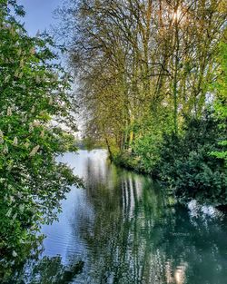 Scenic view of river amidst trees in forest