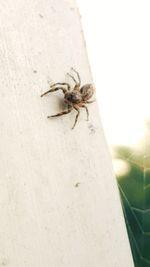 Close-up of spider on wall