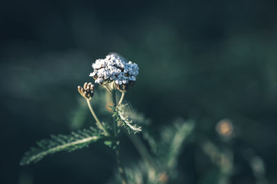 nature