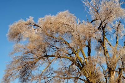 Low angle view of tree against clear sky