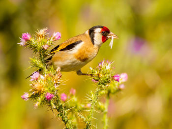 Close-up of bird perching on flowering plant