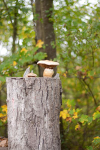 Close-up of mushroom growing on tree trunk in forest