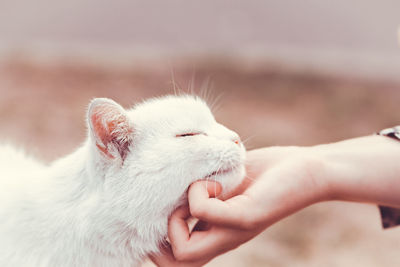 Close-up of hand holding rabbit