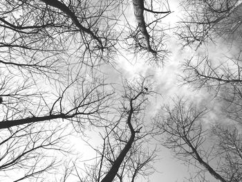 Low angle view of bare trees against sky