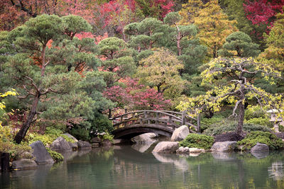 Arch bridge over river in forest