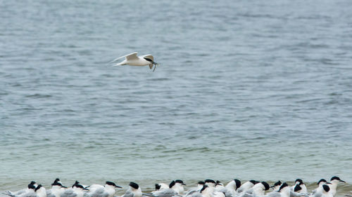 Seagulls flying over sea