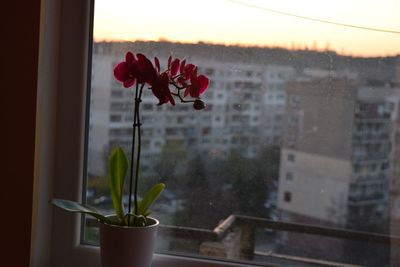 Close-up of red flowers against window