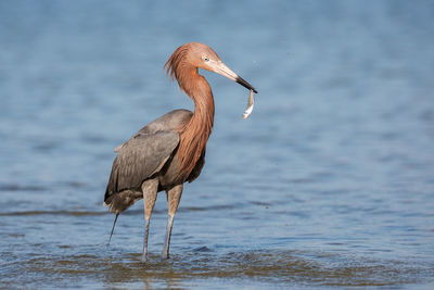 Bird with prey in sea