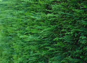 Full frame shot of fresh green plants