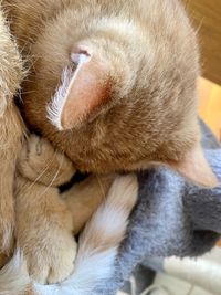 Close-up of cat sleeping