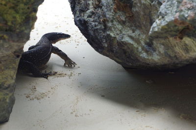 Full length of a bird on rock