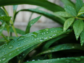 Close-up of wet plant leaves during rainy season