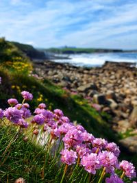 flowering plant