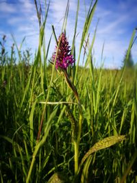 Close-up of flowers blooming on field