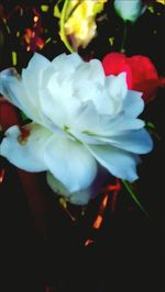 Close-up of white flowers