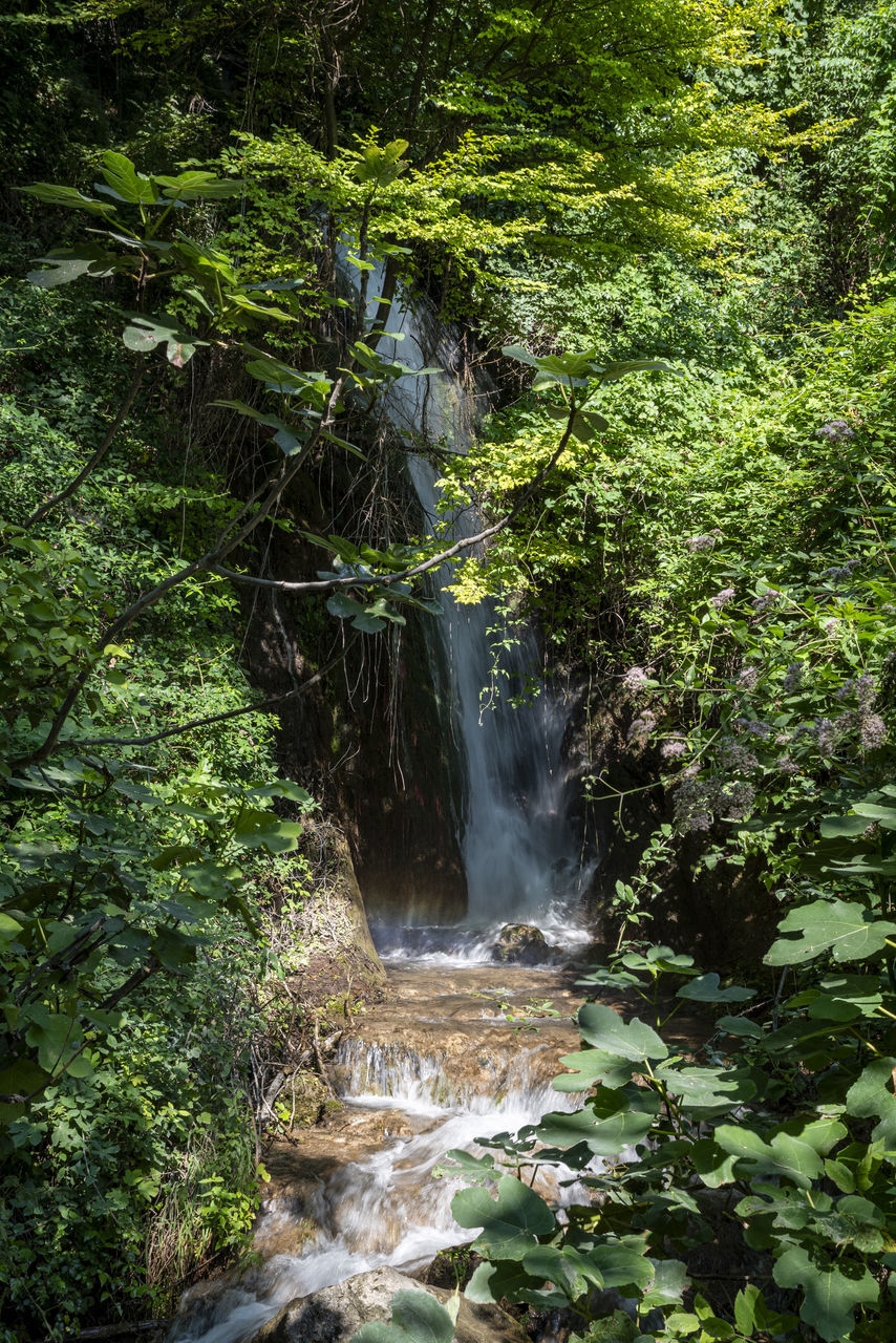 plant, waterfall, beauty in nature, tree, water, forest, scenics - nature, nature, rainforest, body of water, land, motion, stream, flowing water, watercourse, green, woodland, environment, growth, water feature, jungle, natural environment, long exposure, no people, non-urban scene, rock, foliage, lush foliage, creek, day, outdoors, flowing, vegetation, river, blurred motion, wilderness, leaf, old-growth forest, tranquility, state park, autumn, idyllic, travel destinations, landscape, tranquil scene, ravine, plant part