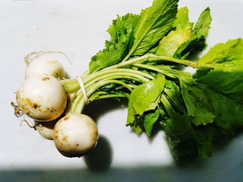 Close-up of fresh green plant against white background