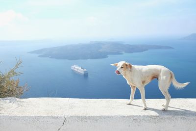 Dog on lake against sky