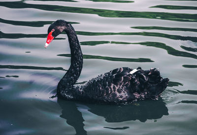 Swan swimming on lake