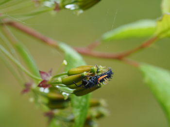 Close-up of insect on flower