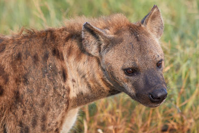 Close up of a hyena